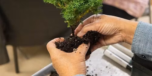 Bonsai for Beginners - A Make & Take Workshop