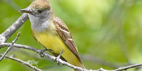 October Fall Migration Bird Walk