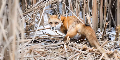"Urban Canid Project": In-Person Badger Talk in Madison, WI