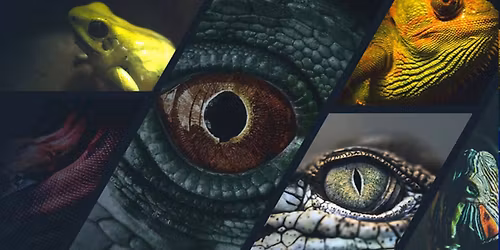 Scales Reptile Expo - West Palm Beach