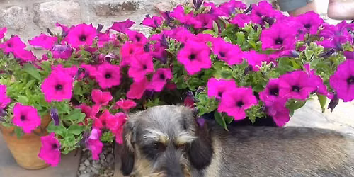 Dachshund Walk