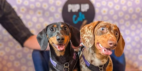 Leeds - Dachshund Pup Up Cafe \u2600\ufe0f