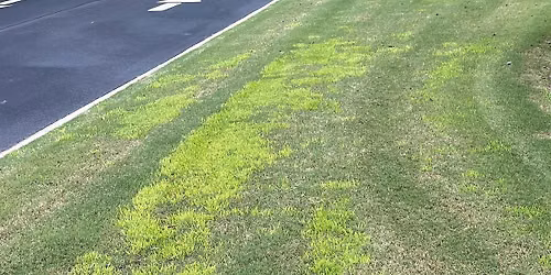 Lawn Care and Lawn Alternatives