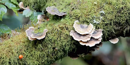 Medicinal Mushrooms - Birch Polypore and Turkey Tail