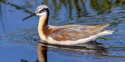 High Desert Reservoir Birding Tour