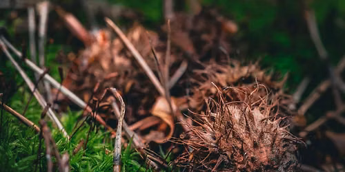 Workshop: Herbstkr\u00e4uter