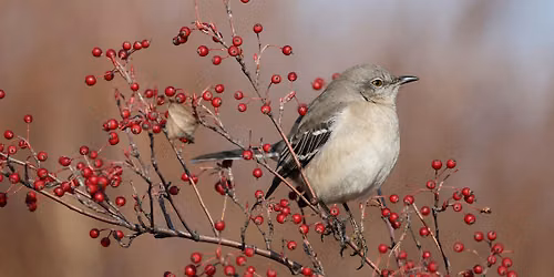 Pride Bird Walk