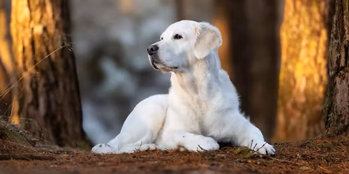 Nosework merkepr\u00f8ve GUL