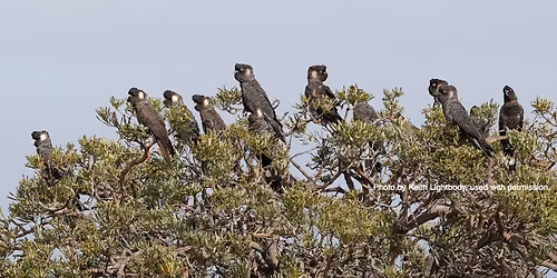 Cockatoo Chorus Fringe Show