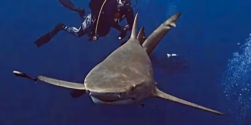 Sharks + Turtles = The Ultimate Jupiter Dive Weekend!