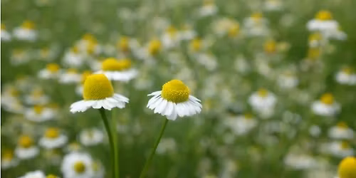 Herbs for common digestive ailments