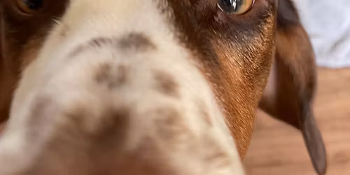 Dog Walkers Ritual Release