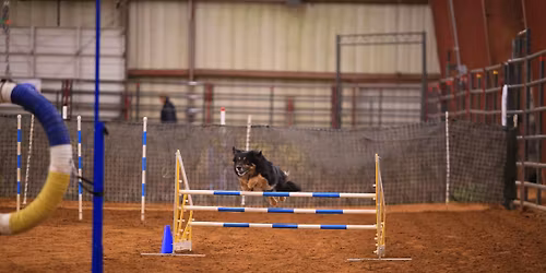 DenTex Agility Club AKC trial