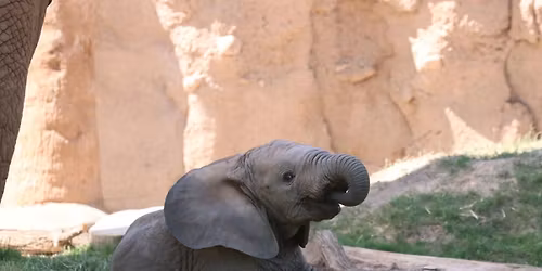 Parking Water For Elephants - Lubbock