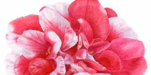 Painting a Camellia in Watercolor: A 3-Day Workshop with Linda Warner Constantino