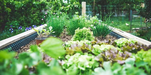 Planning an Herbal Tea Garden