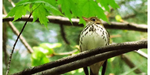 Bird Friendly Walk | Elgin West Community Centre & Pool