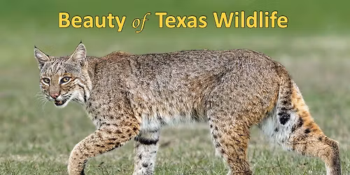 Come join us at Rio Grande Birding Festival