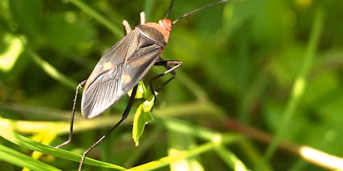 What's Bugging You?