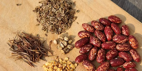 Seed Saving Workshop