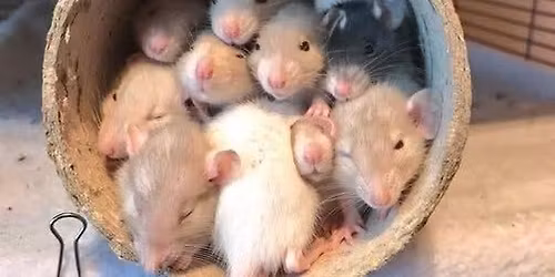 Urban Rat Race TRY IT DAY & Mini Trial