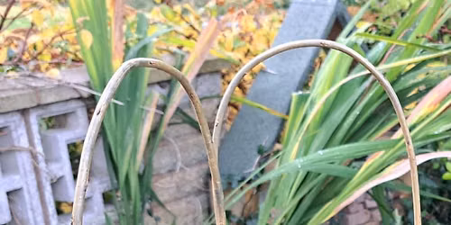 Willow Weaving Workshop - Berry Basket