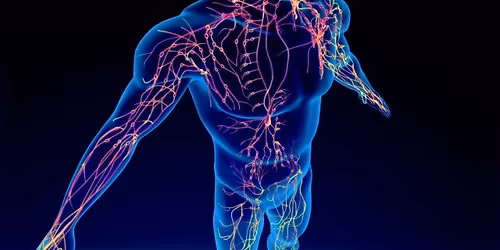 \u041e\u0441\u0442\u0435\u043e\u043f\u0430\u0442\u0438\u0447\u0435\u043d \u043b\u0438\u043c\u0444\u043e\u0434\u0440\u0435\u043d\u0430\u0436