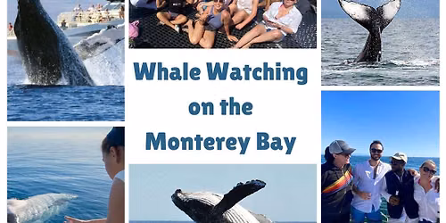 Whale Watching Monterey Bay Sea-fari!