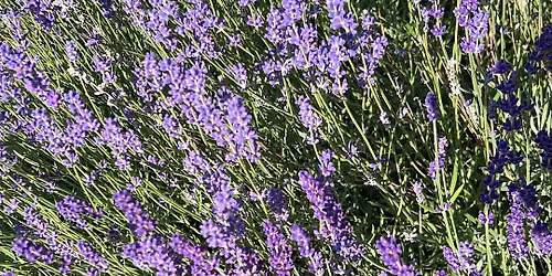 Aromatic Wreath workshop