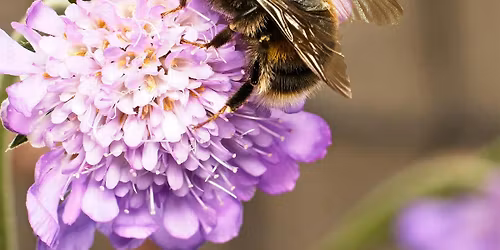 Wee Wednesday - The Rusty Patched Bumblebee