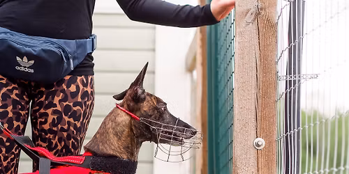 XXXVII Whippet Team race 2026, Suomen Borzoiklubi ry:n ratamestaruus 2026 