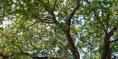 Tree Walk: Crescent Park Neighborhood