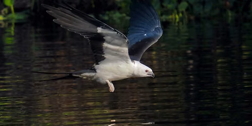 A Migration Spectacle- Photo Session with Swallow-tailed Kites