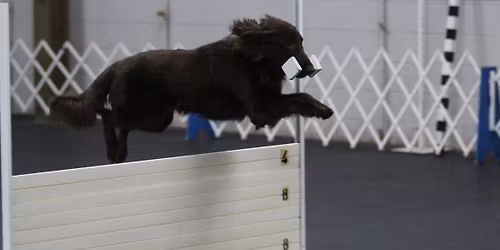 AKC March Obedience Trial