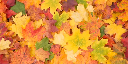 Wee Love Science: Leaf Exploration