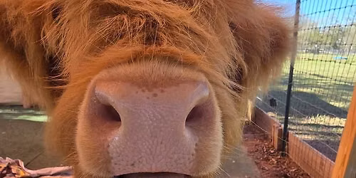 Private Cow Cuddles