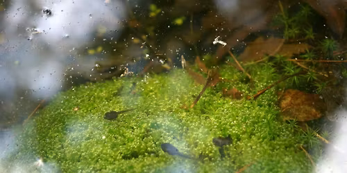 Vernal Pool Ecology: Explorations of Unique Life in Shallow Water Worlds