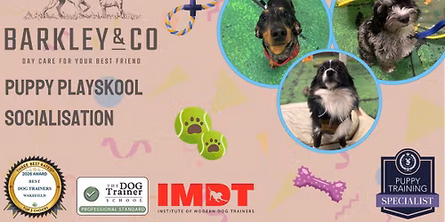 Puppy Playskool - Saturday Socials