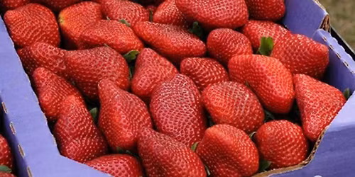 Strawberry Festival & Treasures in the Trunk at The Rice Homestead