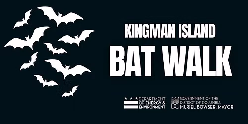 Kingman Island Bat Walk