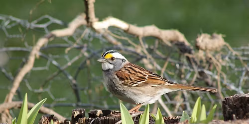 History of the Christmas Bird Count and Activity