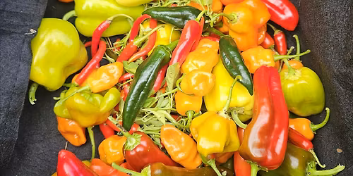 Garden Open Hours May