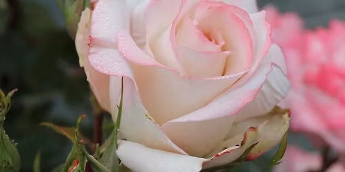 End of year celebration