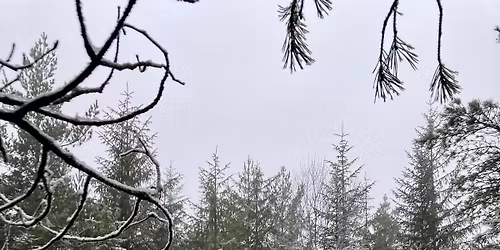 December Friday Walk - Cropton Forest  and Lastingham Moor - 10 miles \/16km