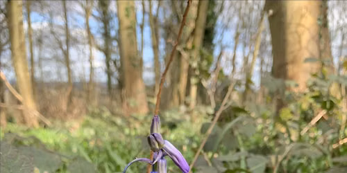 Wytham Woods Climate Change