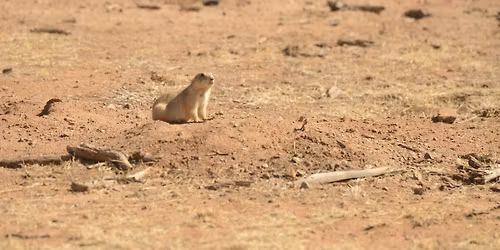 Potluck Presentation: Jennifer Presler - Prairie Dog Conservation in Southeast Arizona