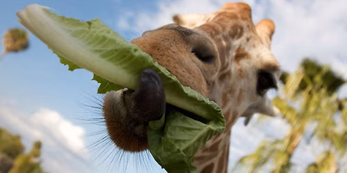 Safari On The Go