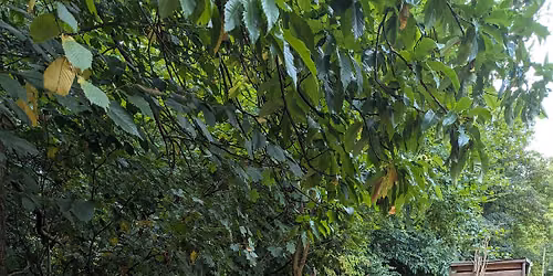 Woodland Art Workshop (for Juniors!)