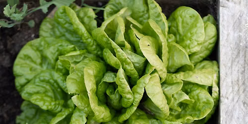 Growing a Cool-Season Garden