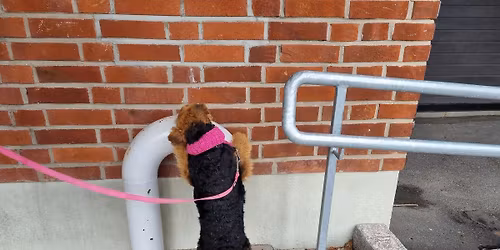 FULLT! Videreg\u00e5ende Nosework-kurs i Fredrikstad over 6 uker (innend\u00f8rs)